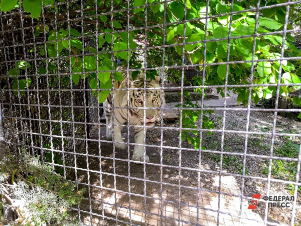 Скончавшегося тигра Амадея в Ленинградском зоопарке заменит молодой котенок