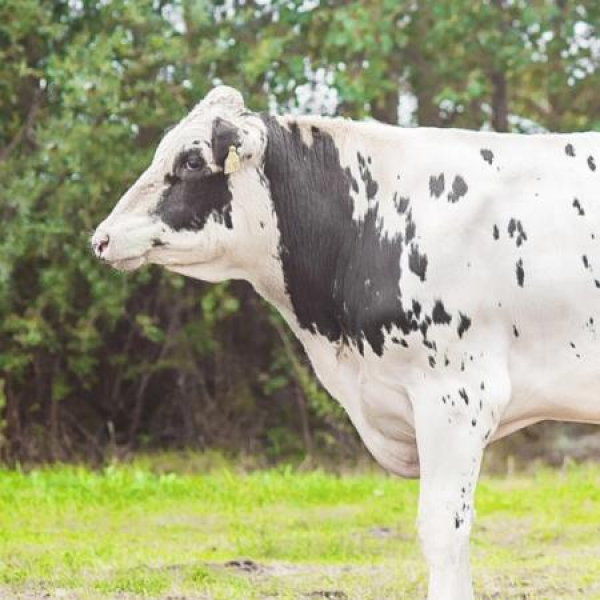 Как организовать питание быков