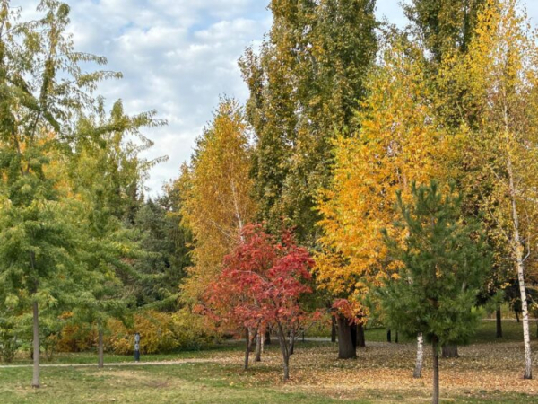 В Татарстане в рамка нацпроекта восстановят леса на площади 1,2 тыс. гектаров
