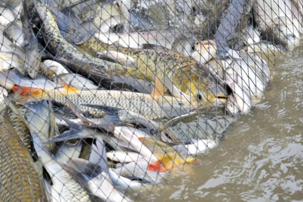 Факты браконьерства на реке Черный Иртыш выявлены в ВКО