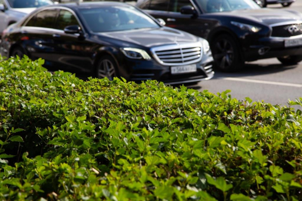 Bild: на маленьком острове Ламу застряли тысячи Porsche и Volkswagen