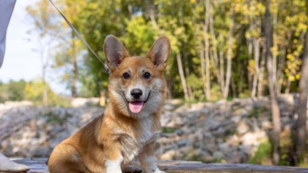 Ошейники, капли и спреи: как защитить питомца от укусов клещей весной 19/03/2026 &ndash; Новости