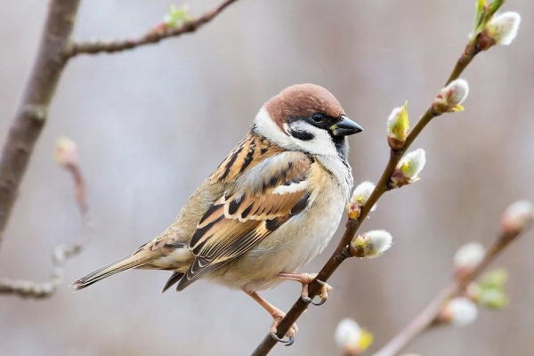 Стало известно, сколько в Татарстане проживает воробьев