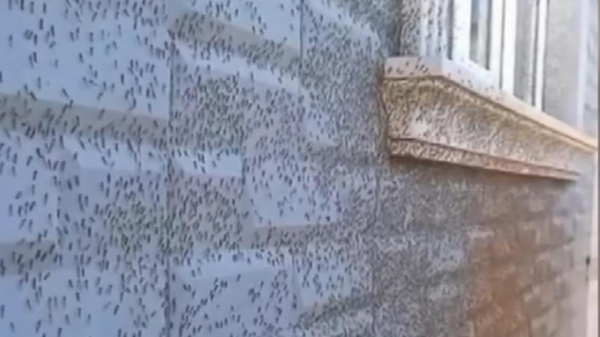 Жители Атырау жалуются на нашествие комаров