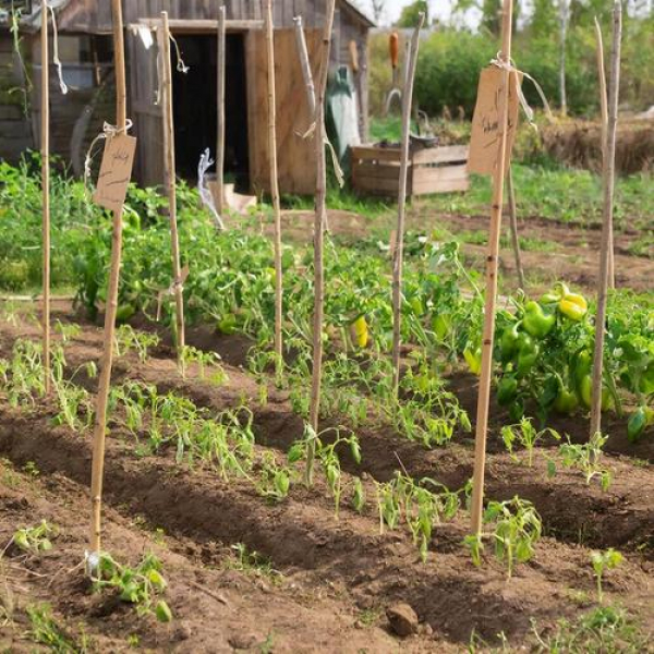 Расставляем приоритеты для рассады