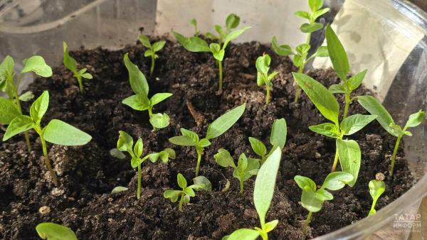 Синоптик Макарова предупредила дачников о рисках ранней посадки рассады в апреле