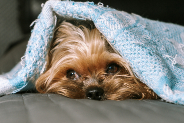 Стало известно, почему собаки так любят лежать на вещах хозяев