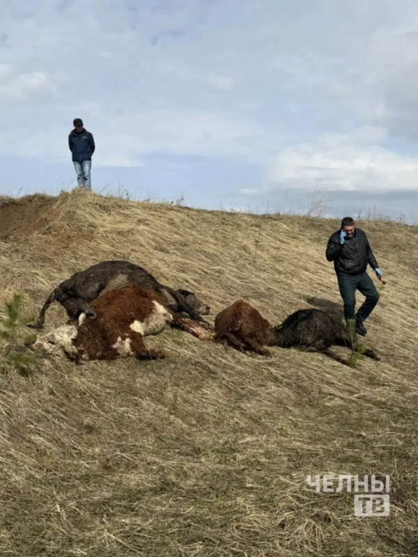 Под Челнами нашли мертвых телят, их проверяют на особо опасные заболевания