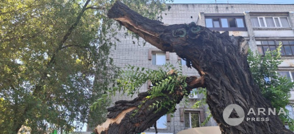 Упавшая ветка дерева перегородила пешеходную зону в центре Семея