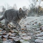 Похолодание до -3 градусов и мокрый снег ожидаются в Татарстане 5 октября