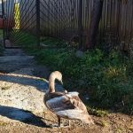«Сидел и не мог взлететь»: краснокнижного лебедя спасли в Татарстане