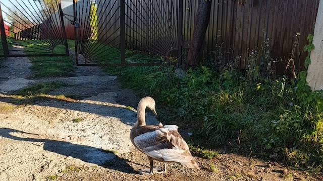 «Сидел и не мог взлететь»: краснокнижного лебедя спасли в Татарстане