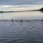 Трогательный заплыв: косуля и трое детенышей переплыли Волгу в Татарстане – видео