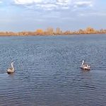 «Настоящие герои — не в кино»: в Татарстане спасли двух краснокнижных лебедей – видео