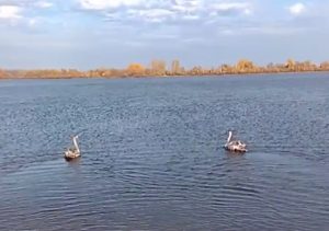 «Настоящие герои — не в кино»: в Татарстане спасли двух краснокнижных лебедей – видео